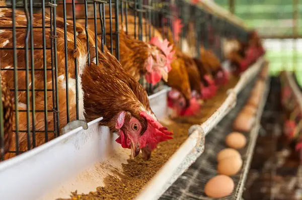 Jeffy Ochy Farms Limited